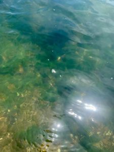 algae in water